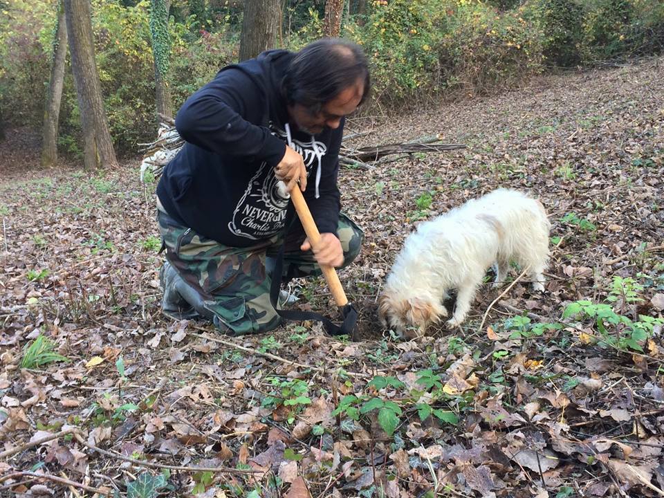 Lagotto addestramento cane da tartufo