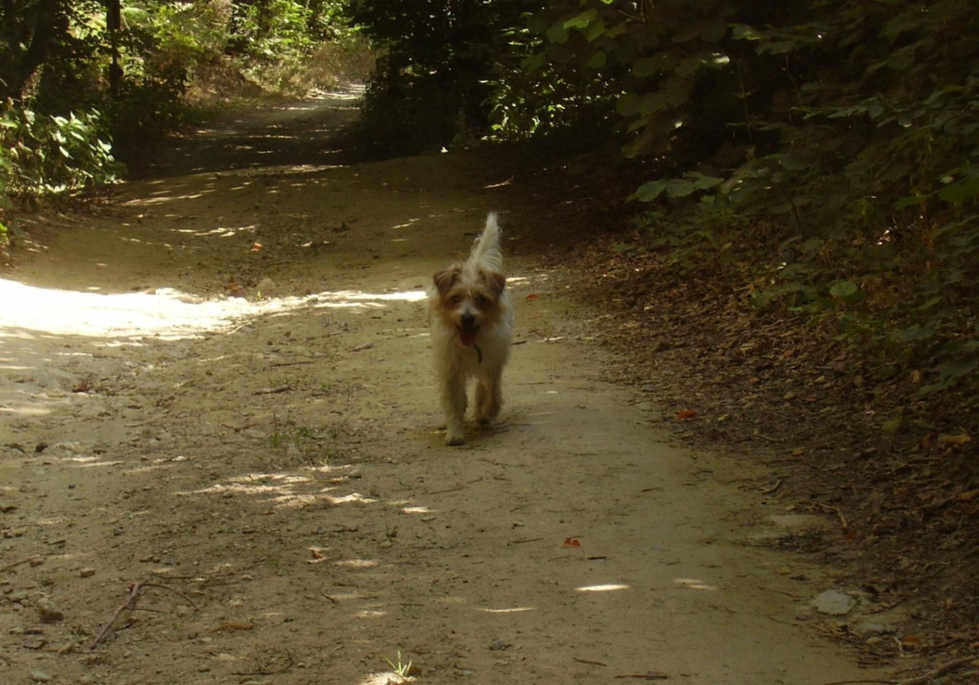 Cane da tartufo nel bosco