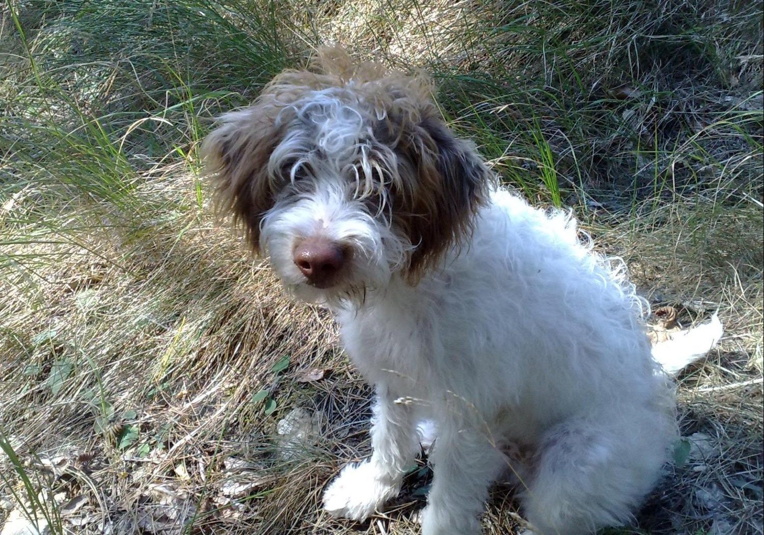 Cane da tartufo addestramento posizione seduta