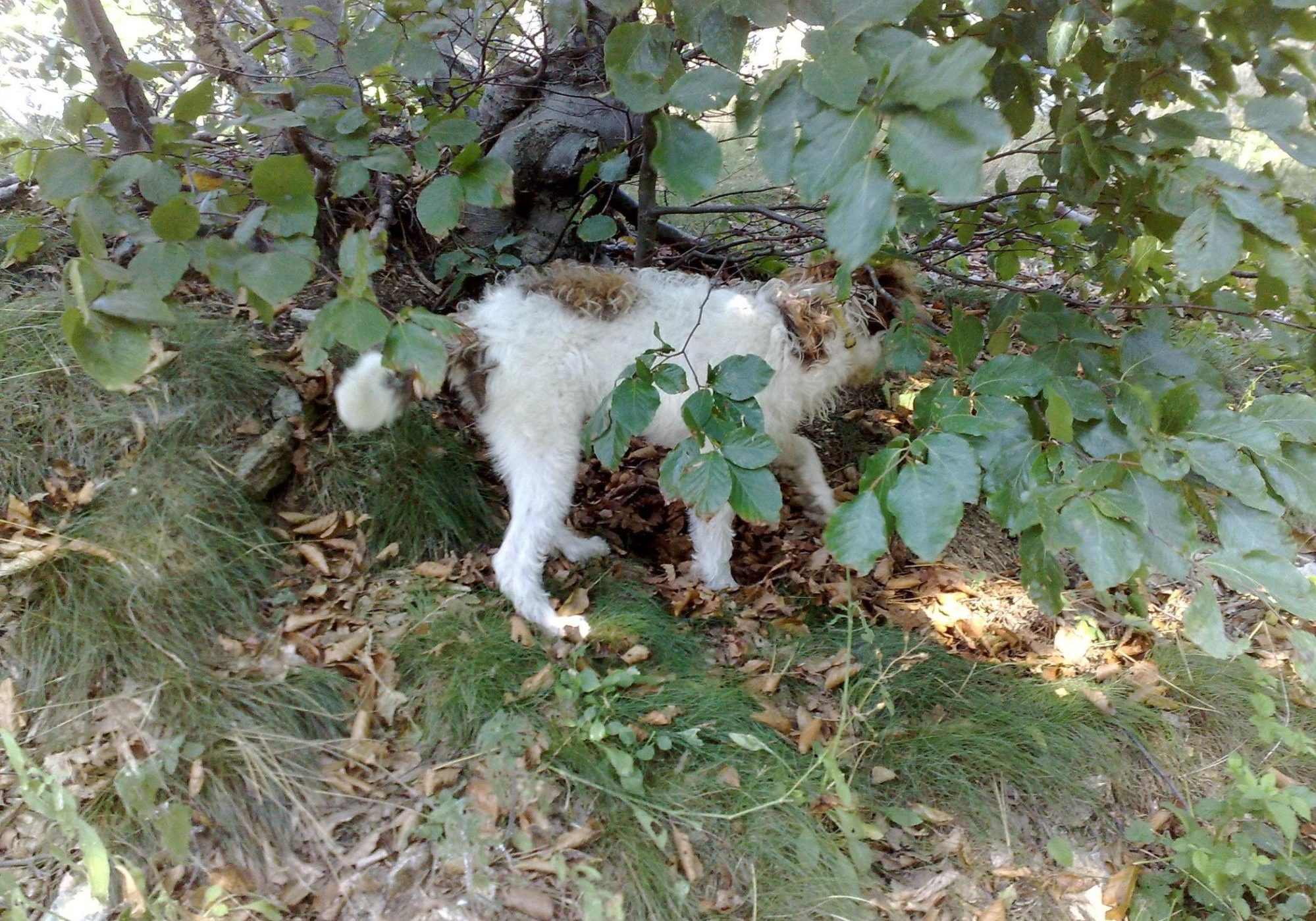 Cane da tartufo prima uscita