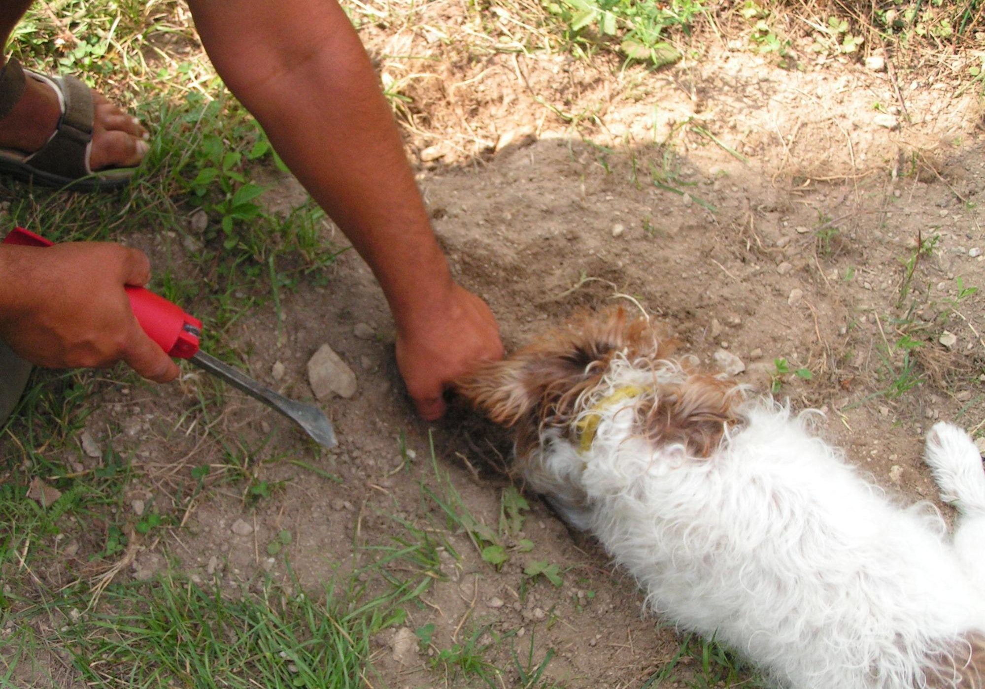 Cane da tartufo addestramento