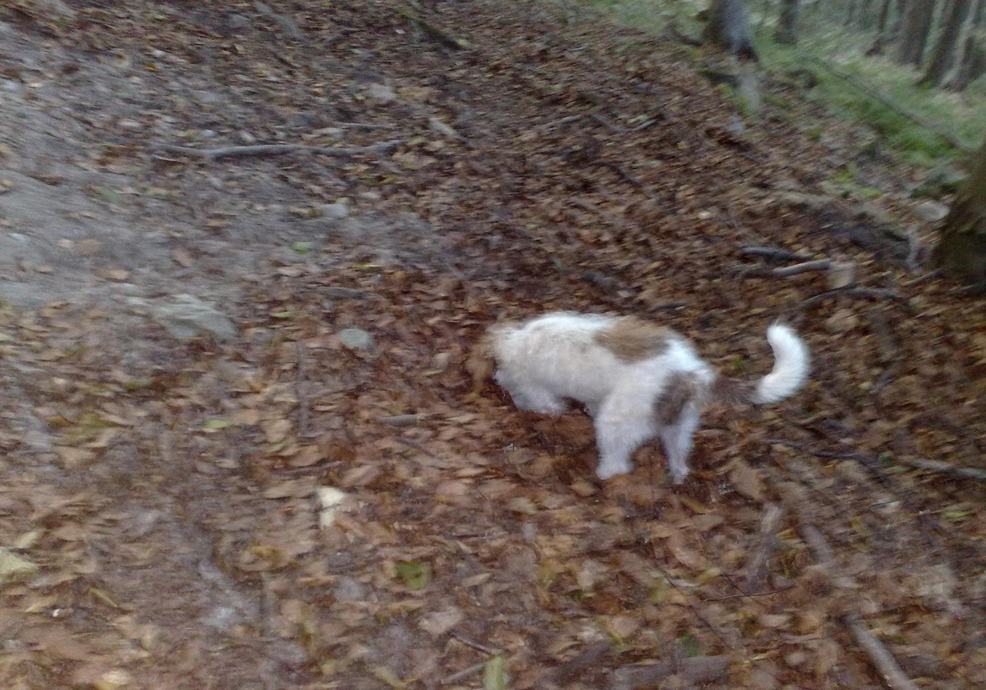 Cane da tartufo in azione