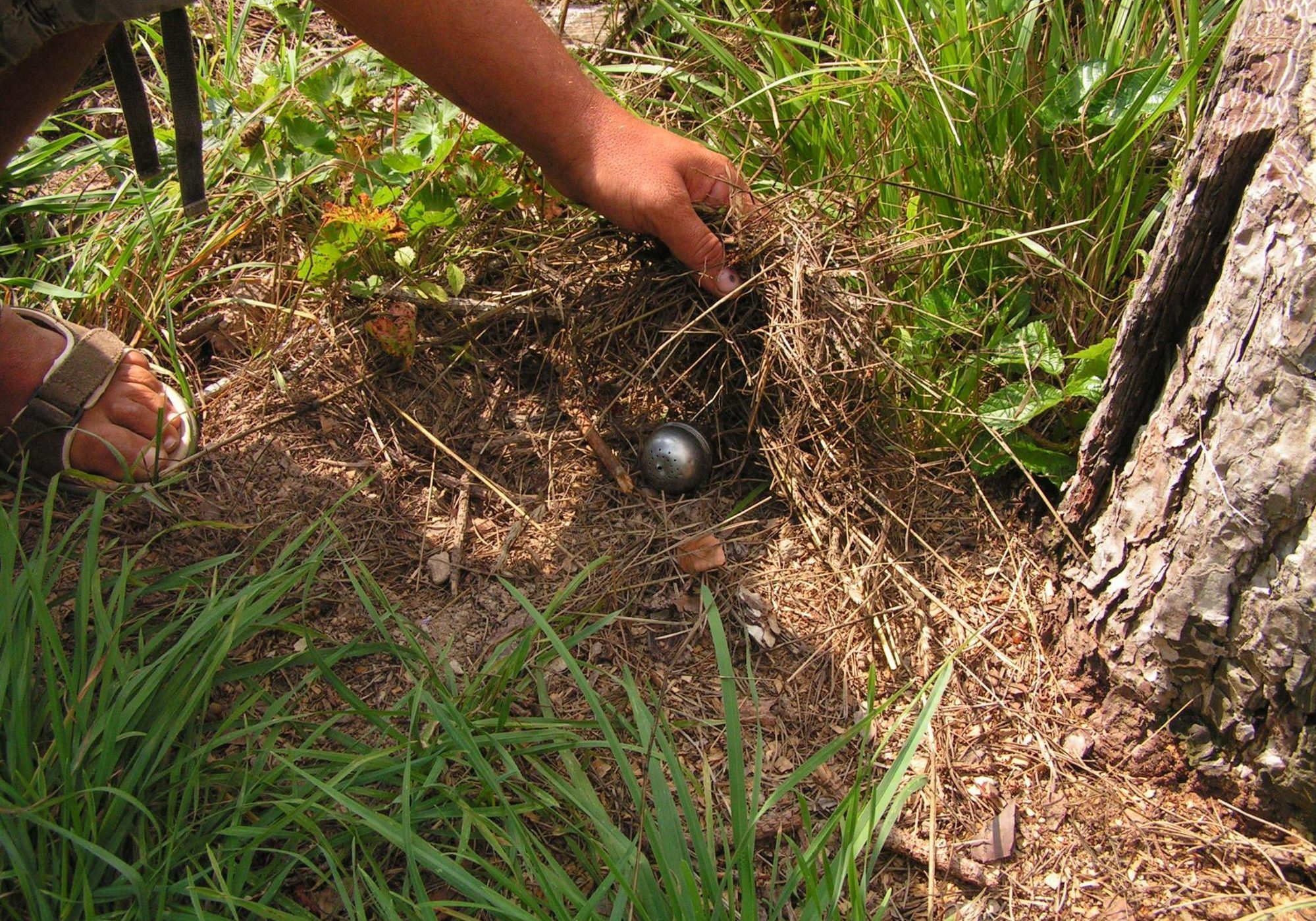 Tartufo addestramento cane