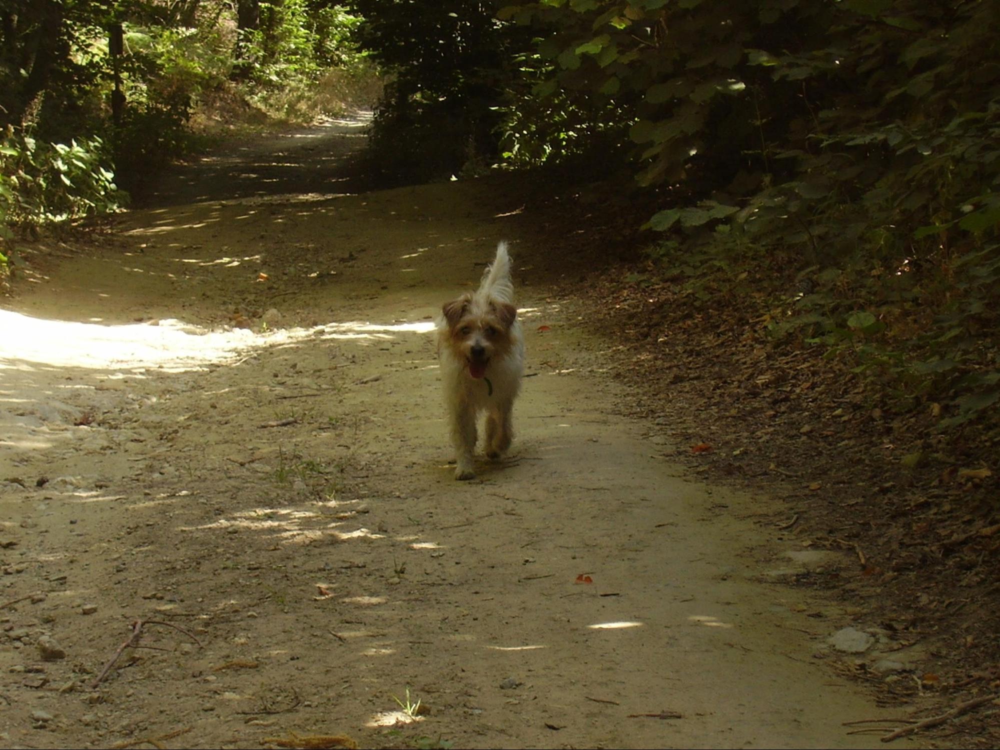 Cane da tartufo nel bosco