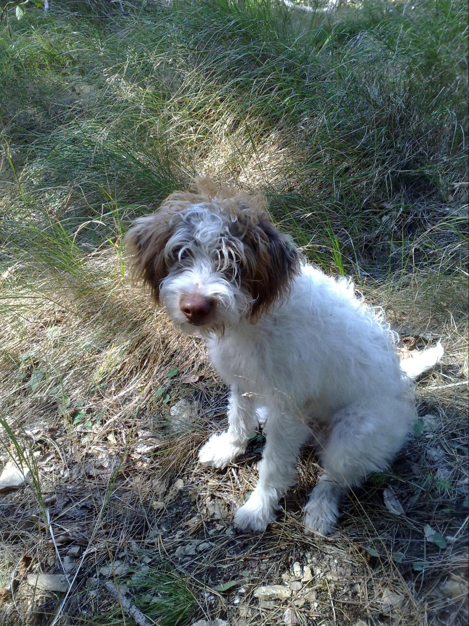 Cane da tartufo addestramento posizione seduta