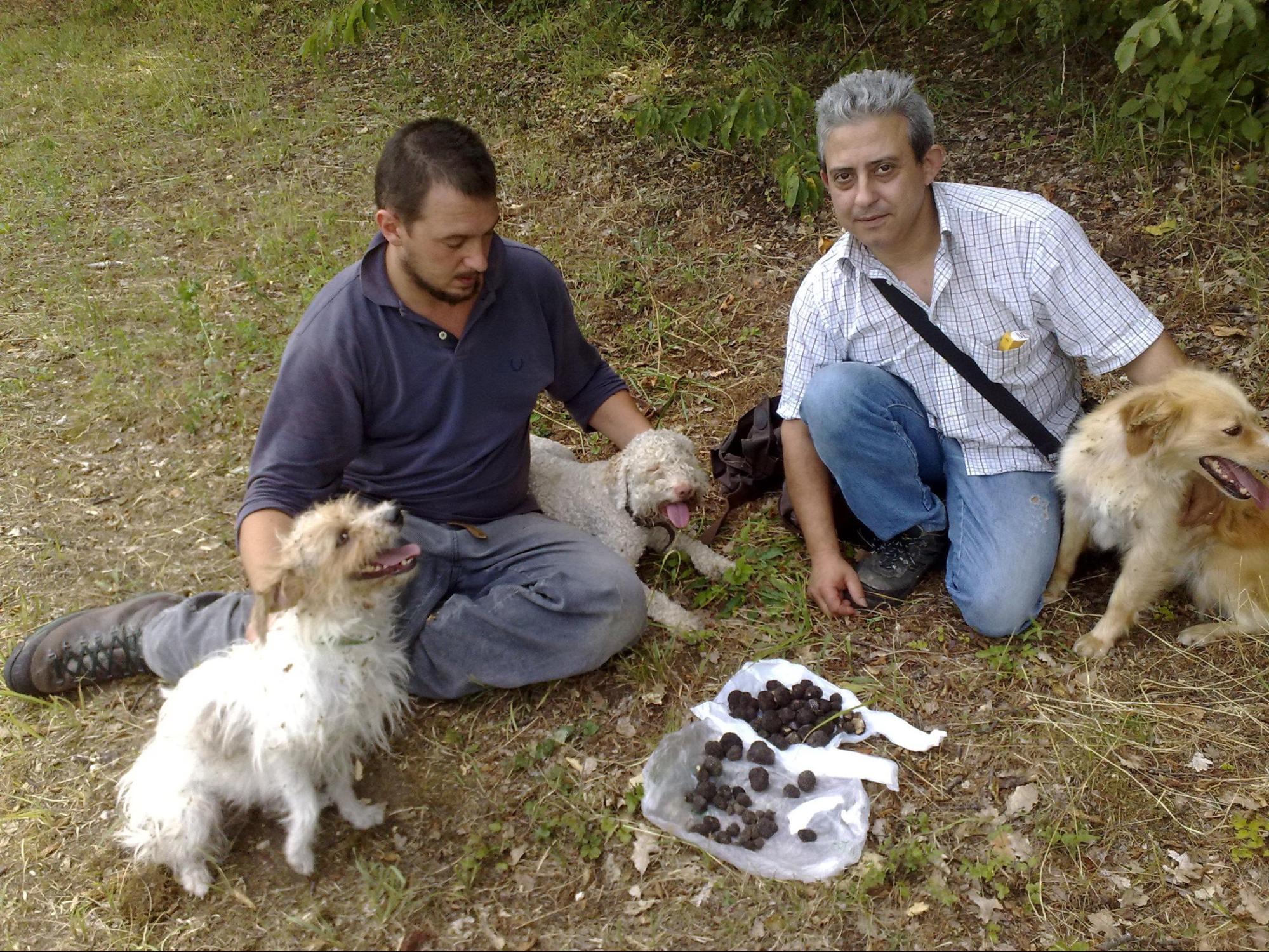 Tartufo uscite raccolto