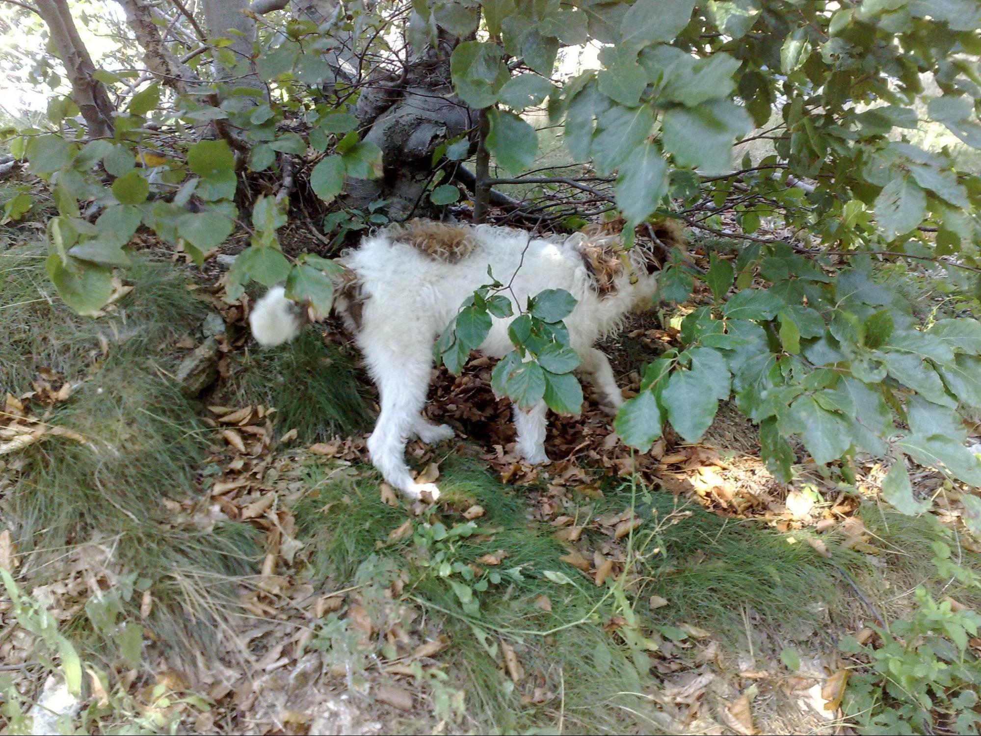 Cane da tartufo prima uscita