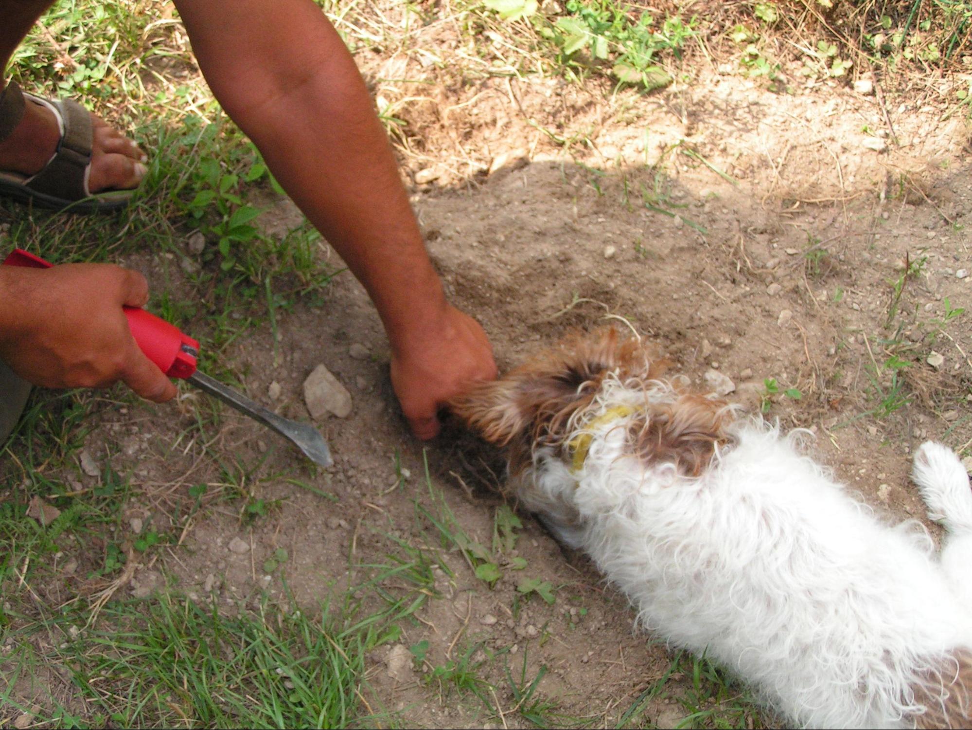 Cane da tartufo addestramento