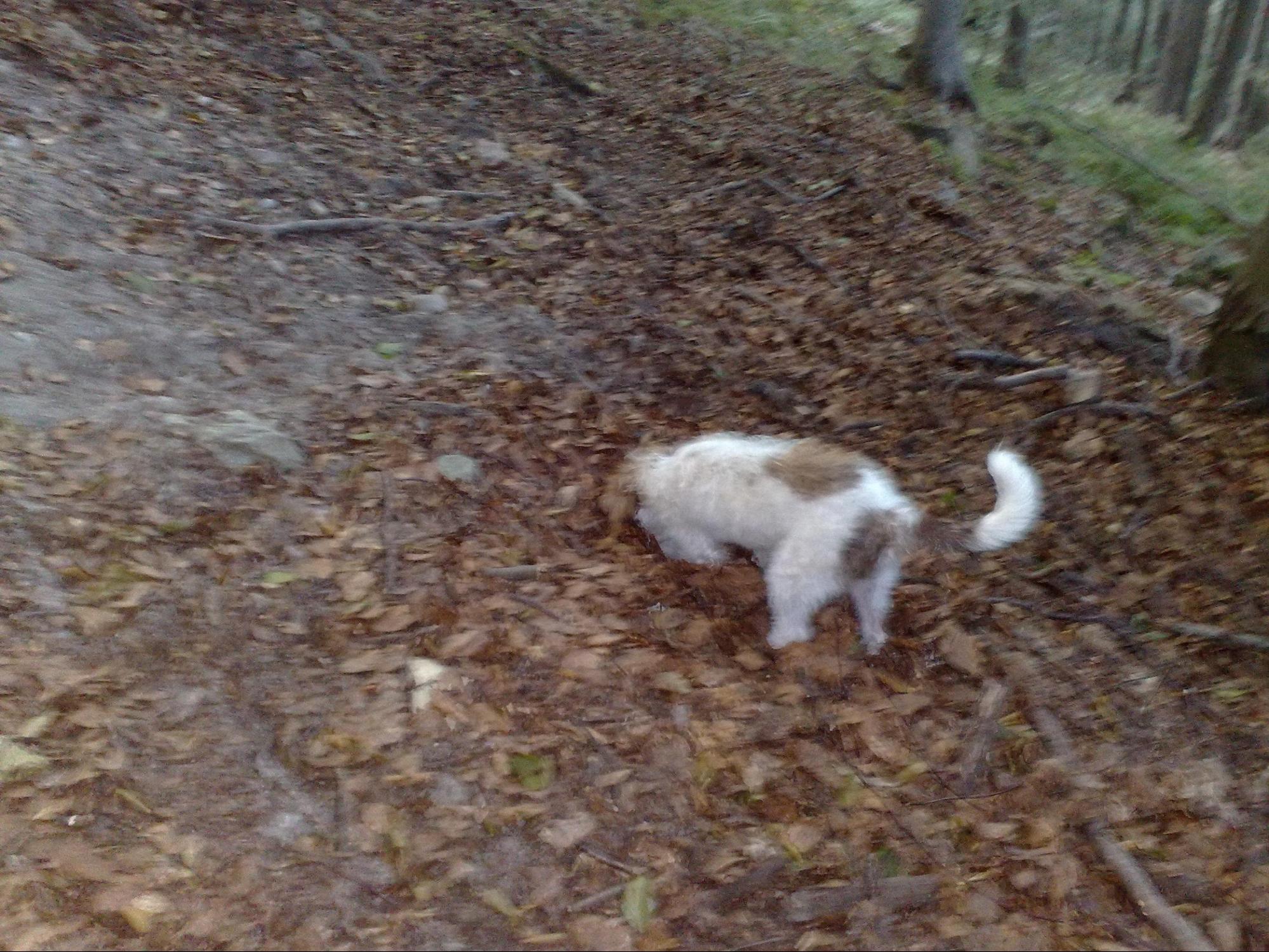 Cane da tartufo in azione