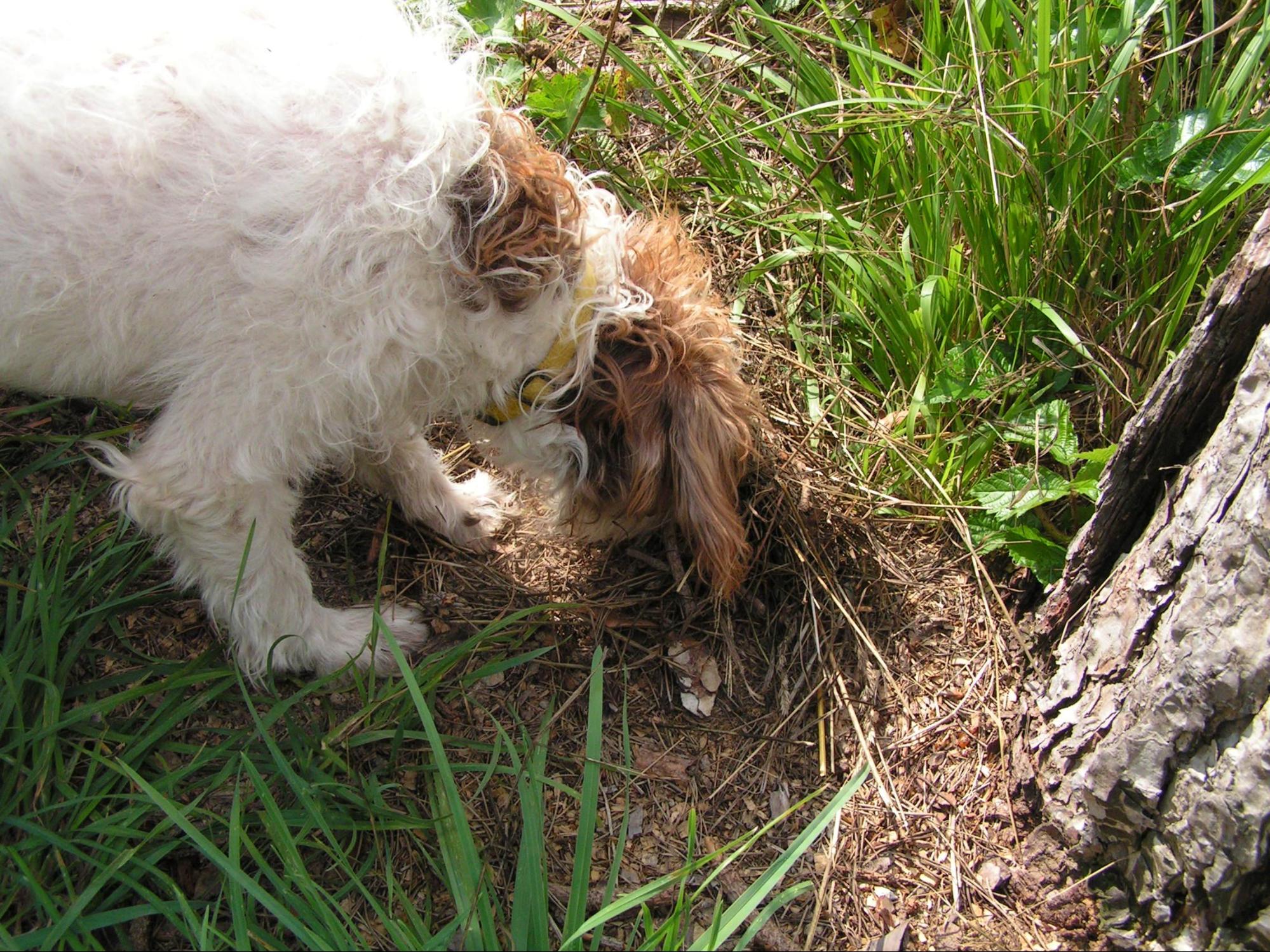 cane trova tartufo