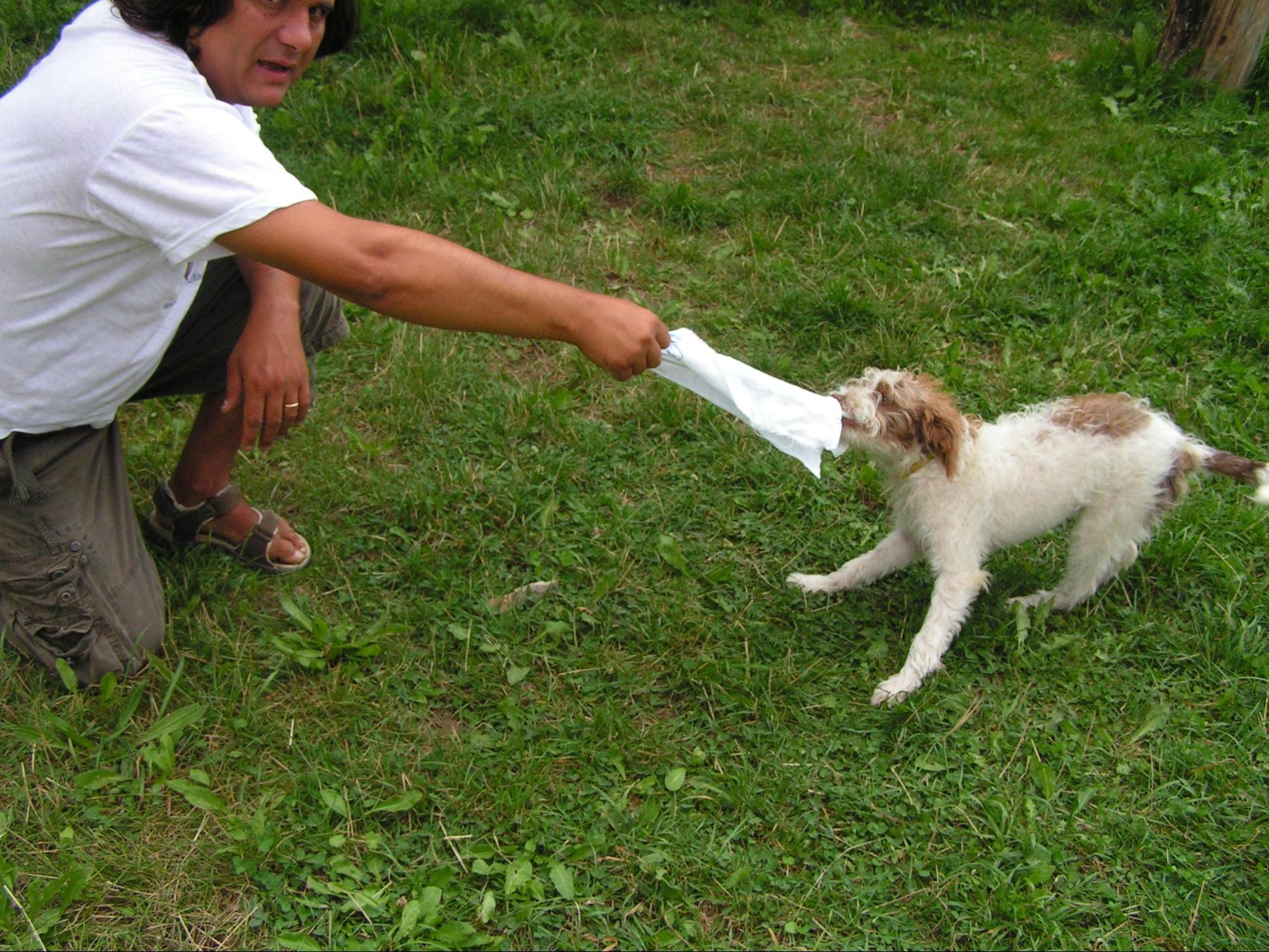 Cucciolo addestramento al tartufo avviamento gioco