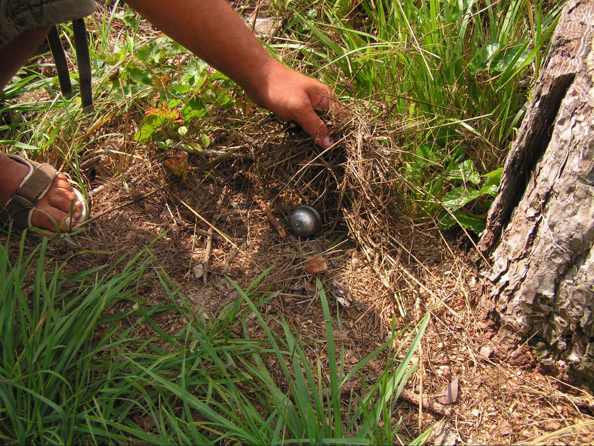 Tartufo addestramento cane