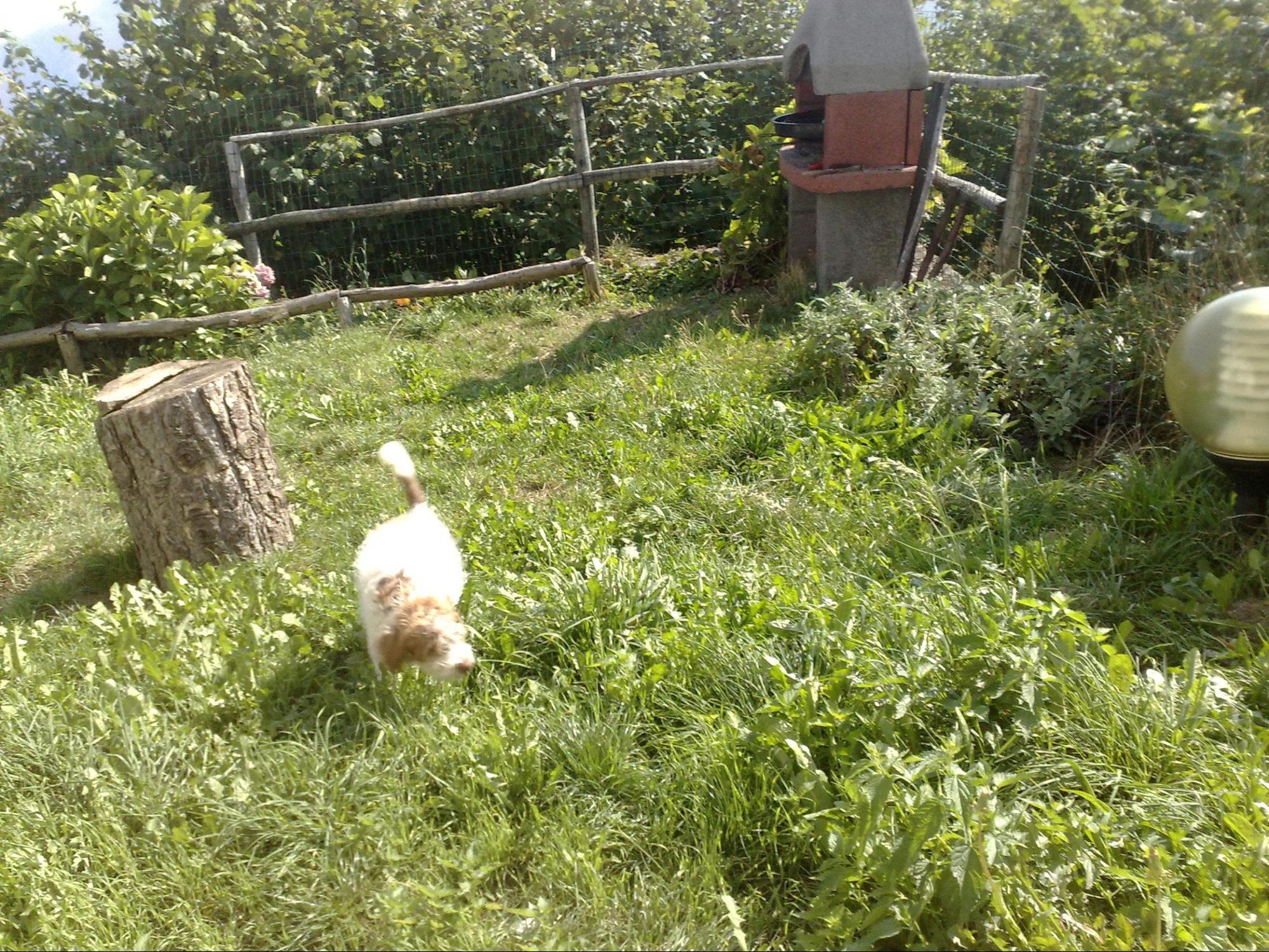 Cane tartufo gioco